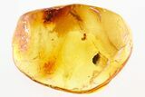 Fossil Beetle Larva (Coleoptera) in Baltic Amber #284682-1